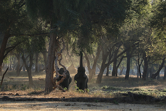Lower Zambezi
