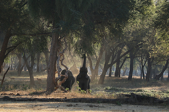 Lower Zambezi