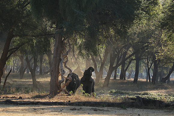 Lower Zambezi