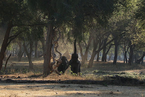 Lower Zambezi