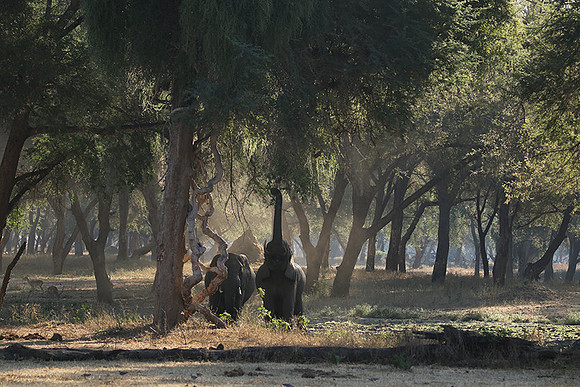 Lower Zambezi