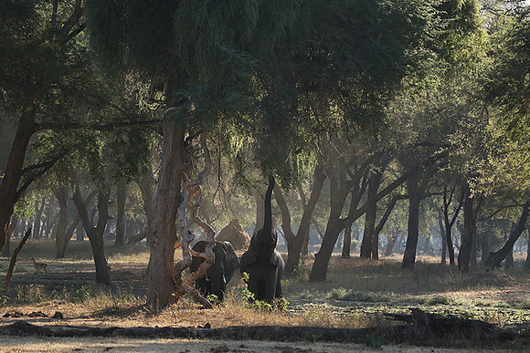 Lower Zambezi
