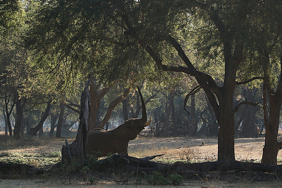 Lower Zambezi
