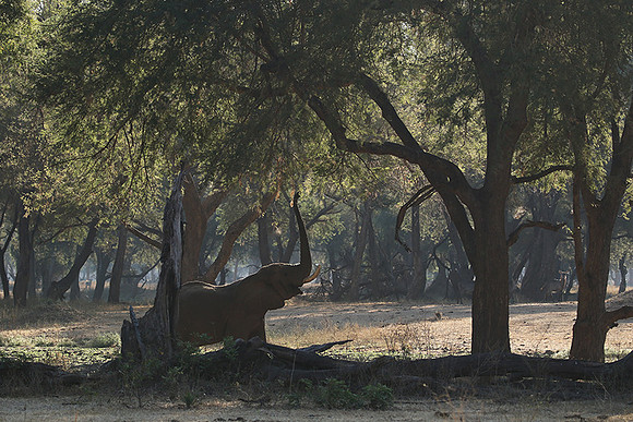 Lower Zambezi
