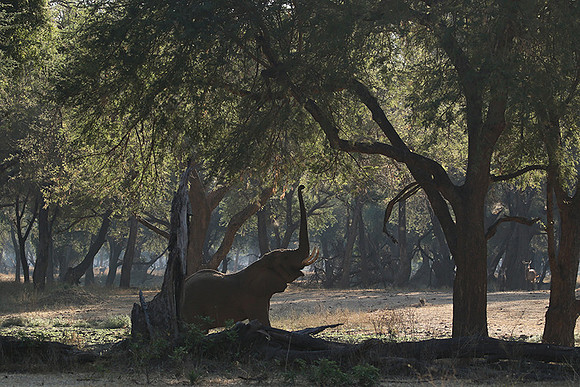 Lower Zambezi