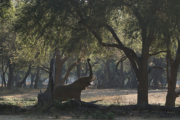 Lower Zambezi