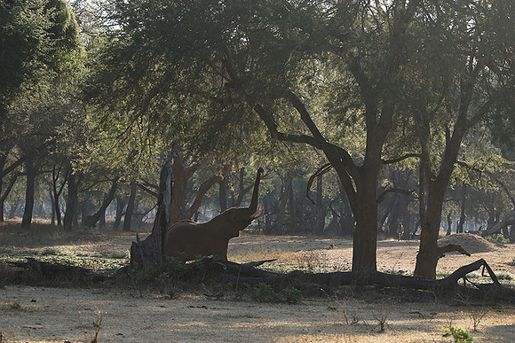 Lower Zambezi