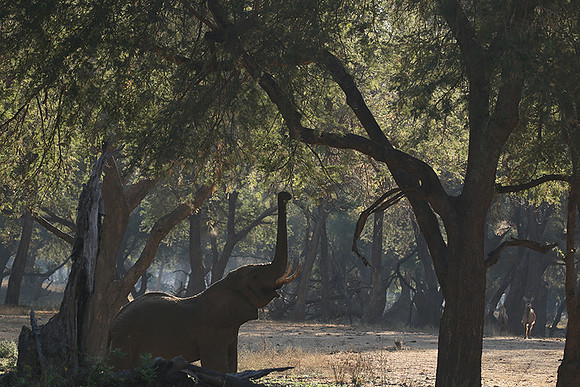 Lower Zambezi