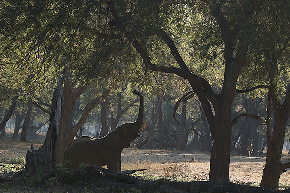Lower Zambezi