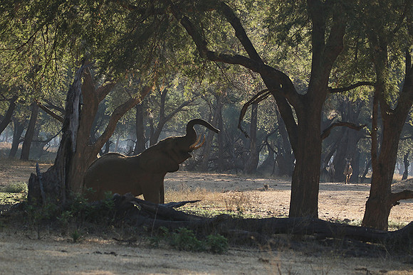 Lower Zambezi