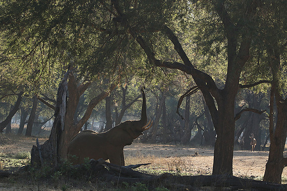 Lower Zambezi