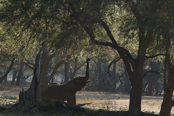 Lower Zambezi