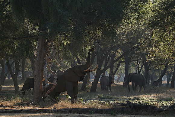 Lower Zambezi