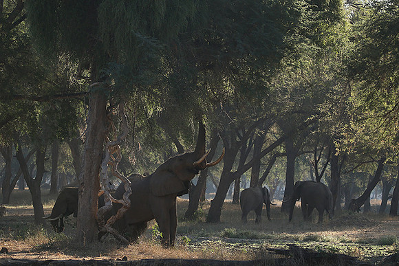 Lower Zambezi