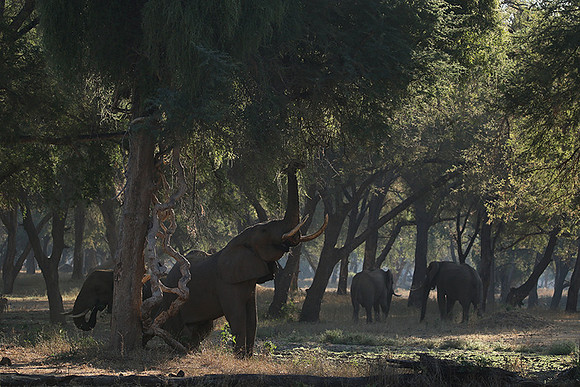 Lower Zambezi
