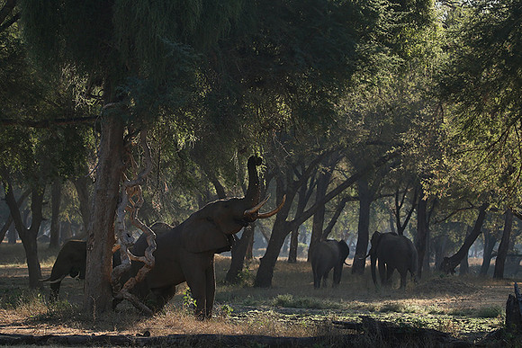 Lower Zambezi