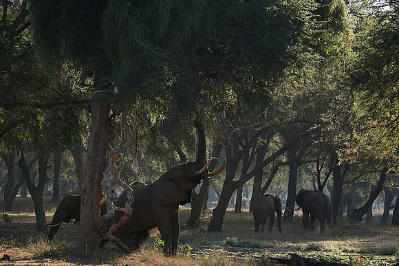 Lower Zambezi