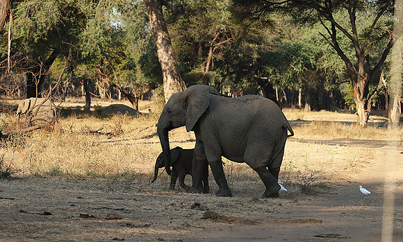 Lower Zambezi