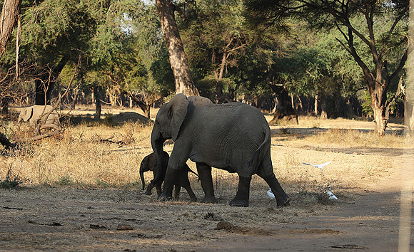 Lower Zambezi