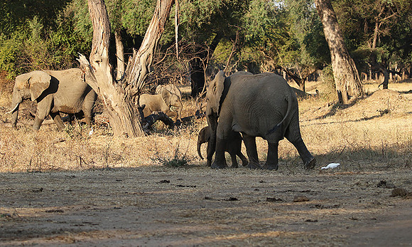 Lower Zambezi