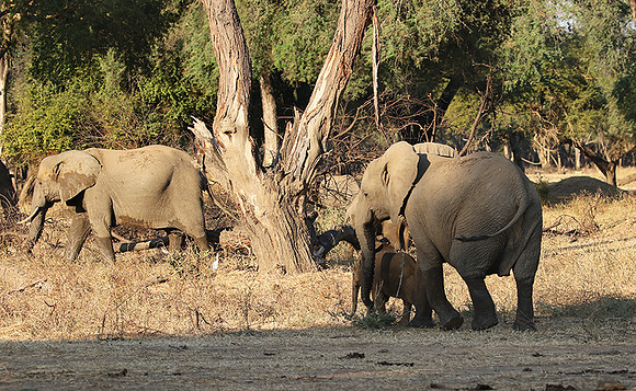 Lower Zambezi