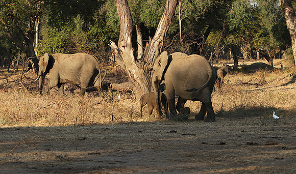 Lower Zambezi