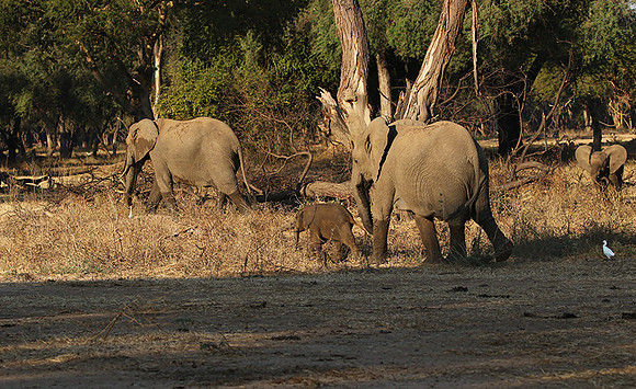 Lower Zambezi