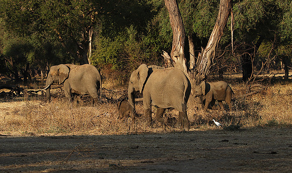 Lower Zambezi