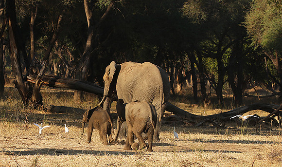Lower Zambezi