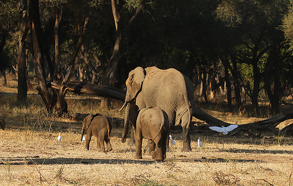 Lower Zambezi