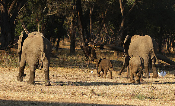 Lower Zambezi