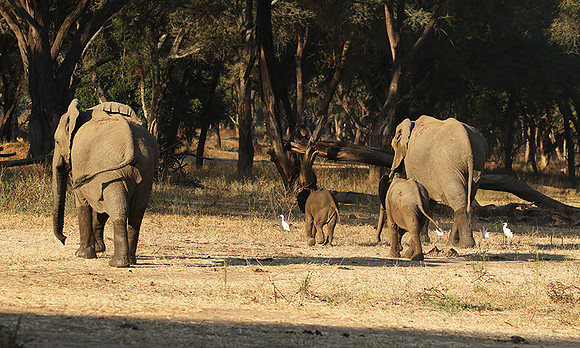 Lower Zambezi