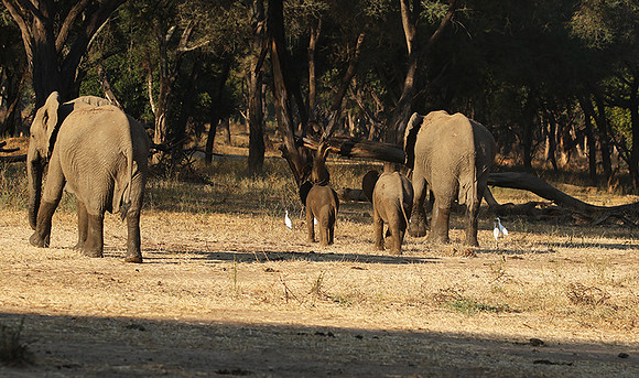 Lower Zambezi