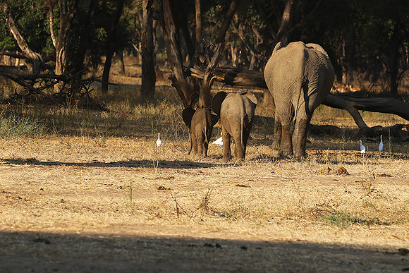 Lower Zambezi