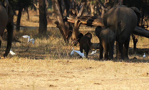 Lower Zambezi