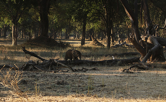 Lower Zambezi