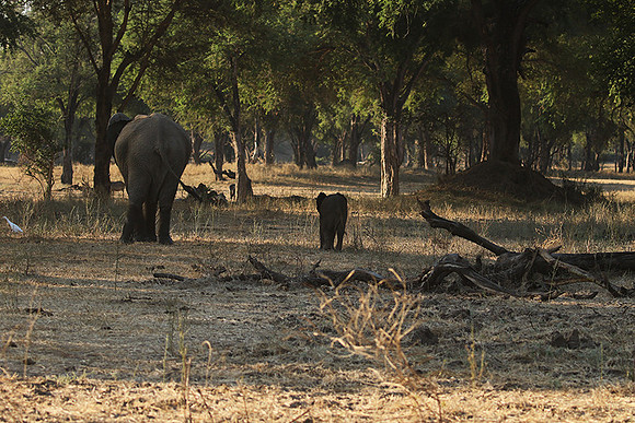 Lower Zambezi