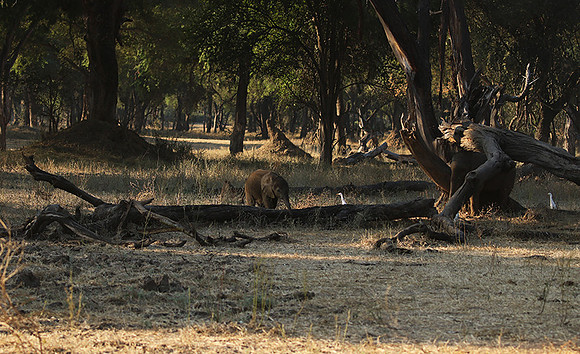 Lower Zambezi
