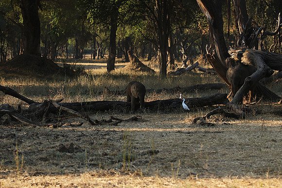 Lower Zambezi