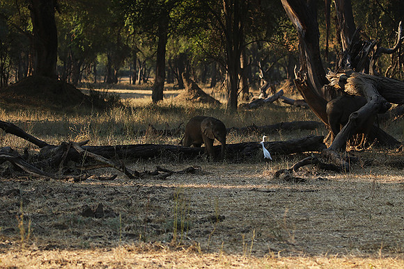 Lower Zambezi