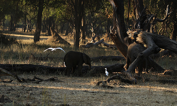 Lower Zambezi