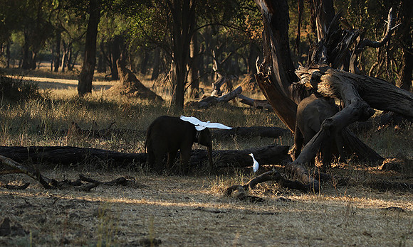 Lower Zambezi