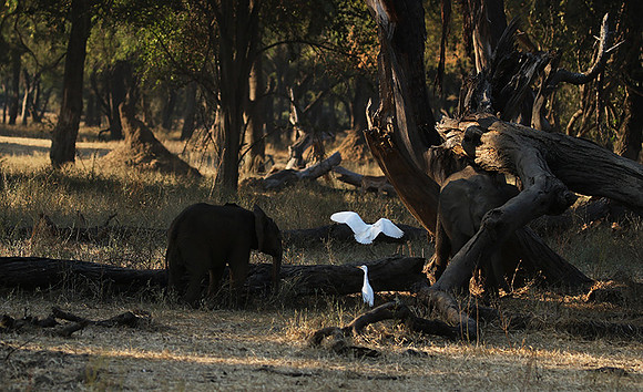 Lower Zambezi