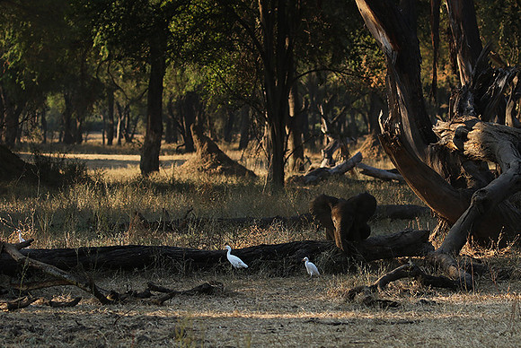 Lower Zambezi