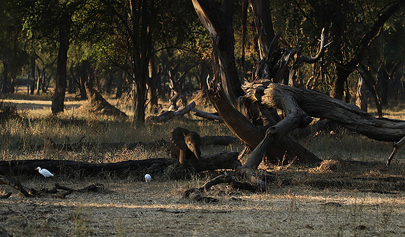 Lower Zambezi