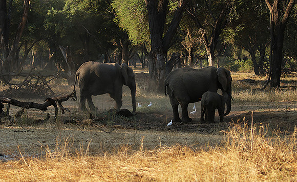 Lower Zambezi