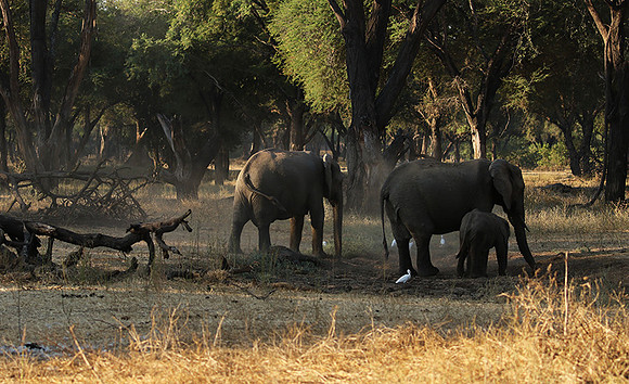 Lower Zambezi