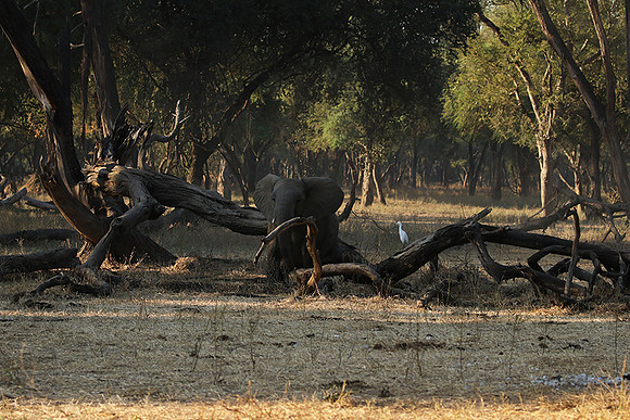 Lower Zambezi