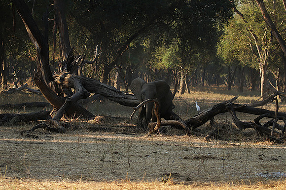 Lower Zambezi
