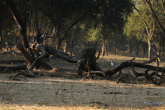 Lower Zambezi